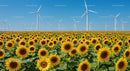 Sunflower Field with Wind Turbines under Blue Sky