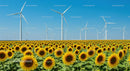 Vibrant Field of Sunflowers and Wind Turbines