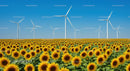 Sunflower Field with Wind Turbines Under Blue Sky