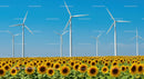 Sunflower Field with Wind Turbines Under Blue Sky