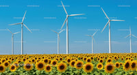 Sunflower Field with Wind Turbines Under Blue Sky