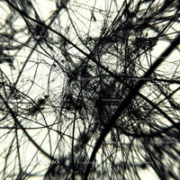 Intricate Abstract Network of Black Lines