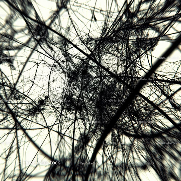 Intricate Abstract Network of Black Lines