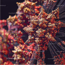Detailed Microscopic View of a Coronavirus Structure