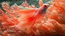 Vibrant Orange Betta Fish with Flowing Fins Underwater
