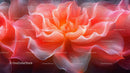 Vibrant Abstract Red Flower Petals in Close-Up