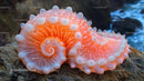 Close-up of Vibrant Sea Anemone by the Shore