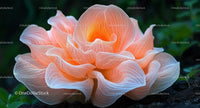 Vibrant Orange Bloom with Delicate Petals in Close-Up