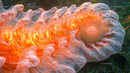 Glowing Coral in Underwater Marine Habitat