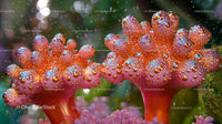 Vibrant Coral Reef with Sparkling Marine Organisms