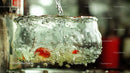 Dynamic Splash with Tomatoes in Water