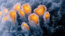 Vibrant Abstract Formation of Flowing Orange Patterns