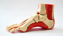 Anatomical Model of Foot Skeleton for Medical Education