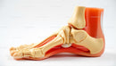 Human Foot Anatomy Model with Detailed Bone Structure