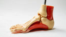 Detailed Anatomical Model of a Human Foot