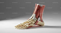 Detailed Anatomical Model of Human Foot with Muscles