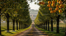 Tree-Lined Pathway Through a Picturesque Orchard