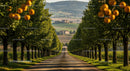 Scenic Avenue of Orange Trees in Tuscany Countryside