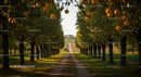 Scenic Pathway Through Orange Orchard Towards Farmhouse