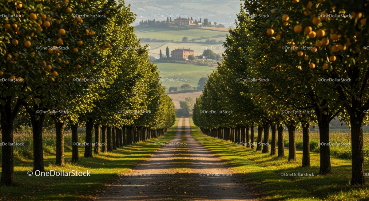Scenic Tuscan Avenue Lined with Lemon Trees at Golden Hour
