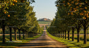 Idyllic Orchard Alley with Ripe Citrus and Country House
