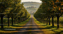 Tree-Lined Road in a Serene Orchard Landscape