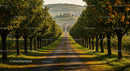 Idyllic Orchard Alley with Ripe Citrus and Country House