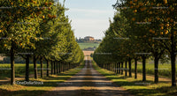 Idyllic Orchard Alley with Ripe Citrus and Country House
