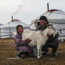 Joyful Goat Milking in Mongolian Countryside