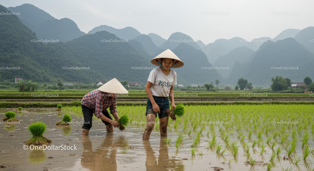 Farmers Planting Rice in Lush Asian Countryside