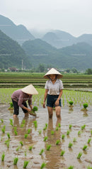 Women Planting Rice in Verdant Asian Landscape