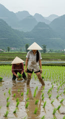 Traditional Rice Planting in Vietnam's Lush Fields