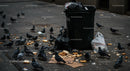 Pigeons Scavenging Around City Trash Bin