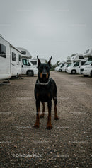 Doberman at RV Park for Adventure