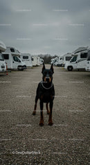 Alert Doberman at a Caravan Park on a Cloudy Day