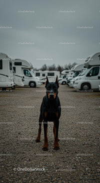 Doberman Standing Guard at a Campsite