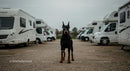 Alert Doberman Guarding Motorhomes at RV Park