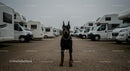 Alert Doberman in RV Park Amidst Motorhomes