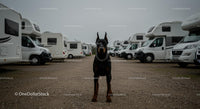 Alert Doberman in RV Park Amidst Motorhomes