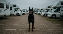 Majestic Doberman Guarding a Row of Motorhomes