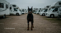 Majestic Doberman Guarding a Row of Motorhomes