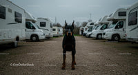 Doberman in Camper Van Parking Lot