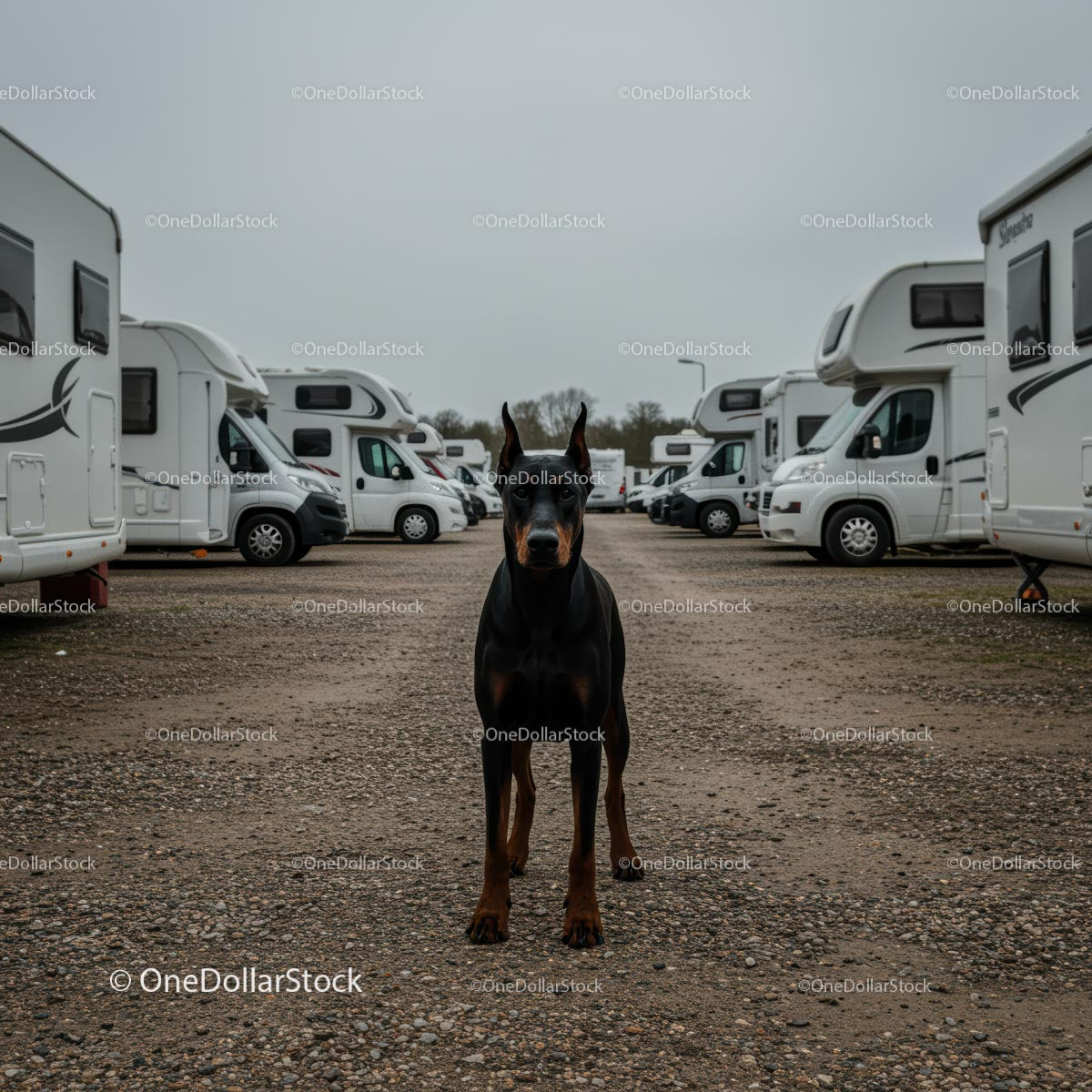 Alert Doberman in a Caravan Parking Lot