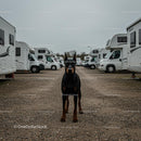 Alert Doberman in a Caravan Parking Lot