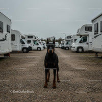 Alert Doberman in a Caravan Parking Lot