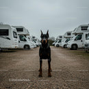 Alert Doberman Standing Among Parked Caravans
