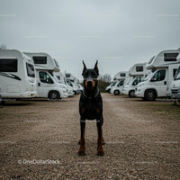 Alert Doberman Standing Among Parked Caravans