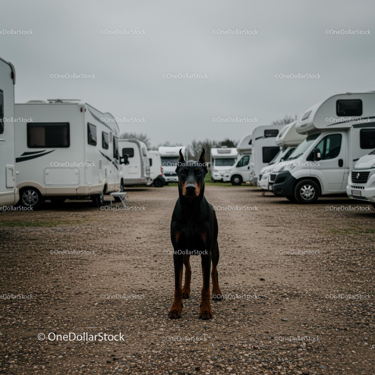 Doberman Guarding Motorhomes at Campsite