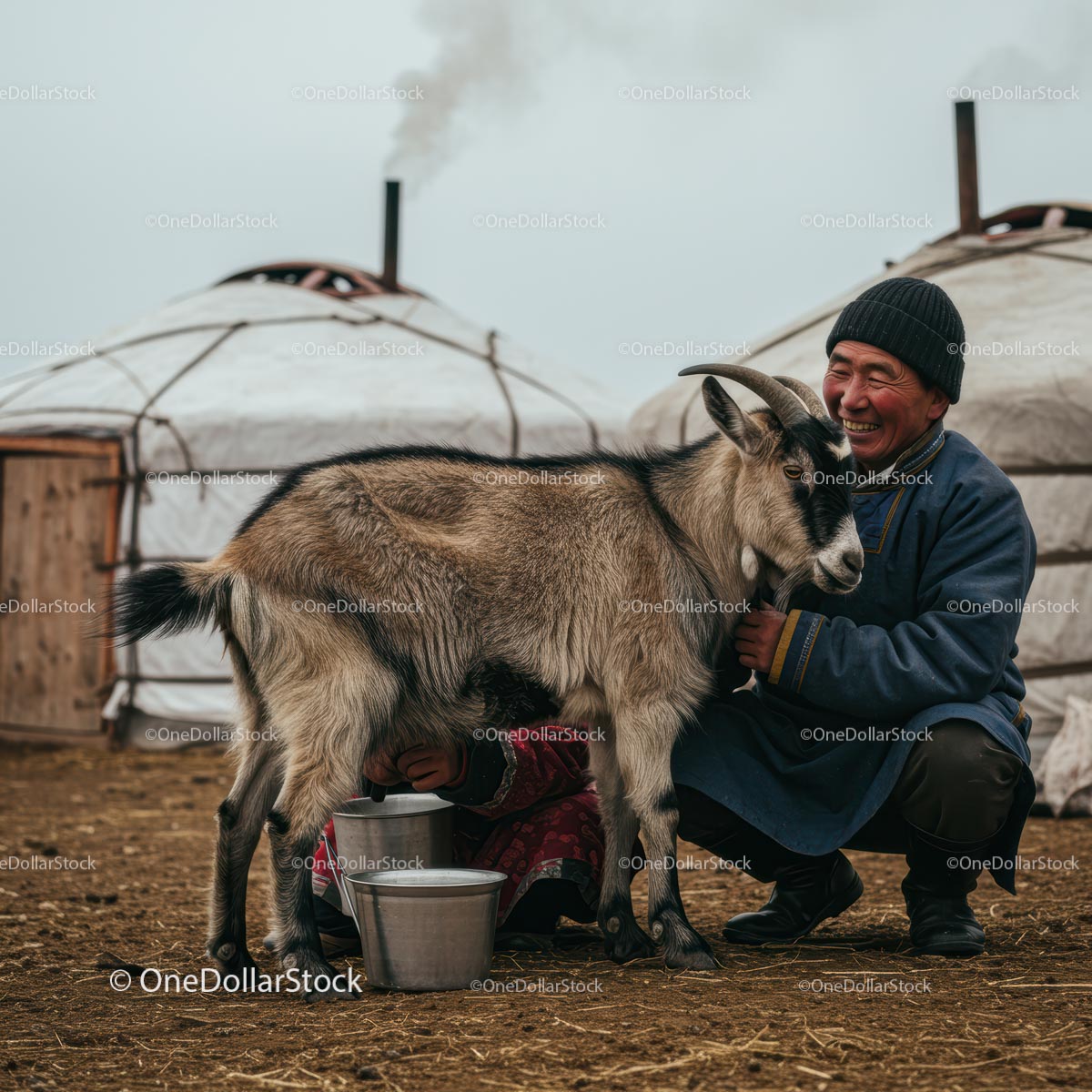 Uśmiechnięty rolnik dojący kozę w pobliżu tradycyjnej mongolskiej jurty