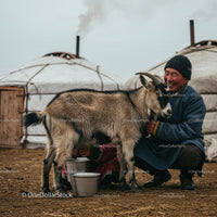 Smiling Farmer Milking Goat Near Traditional Mongolian Yurt